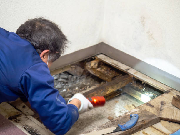 Best Residential Mold Removal  in Mckinney, TX