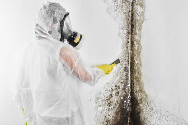 Professional Mold Removal in Mckinney, TX