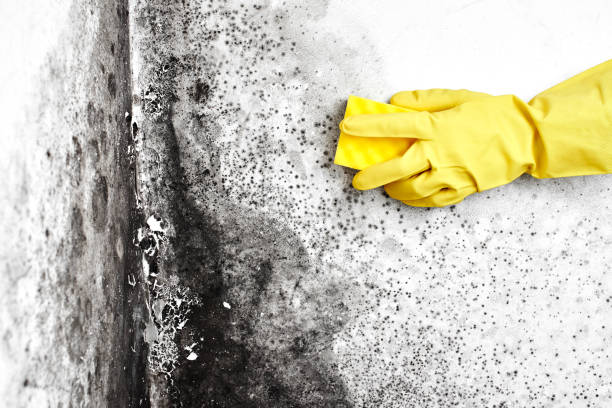 Best Office Mold Removal Services  in Mckinney, TX