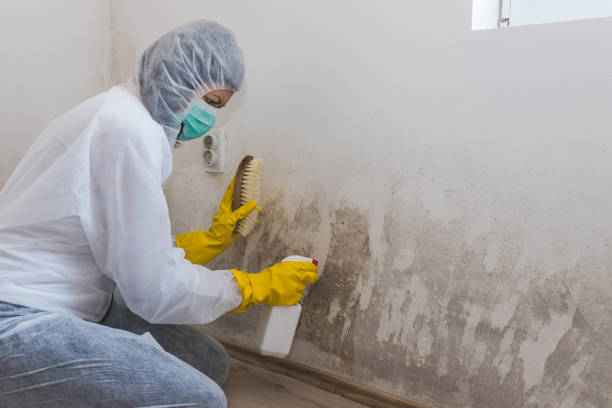 Best Mold Removal Company Near Me  in Mckinney, TX