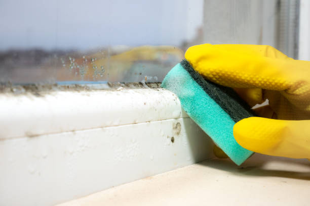 Best Fast Mold Removal  in Mckinney, TX