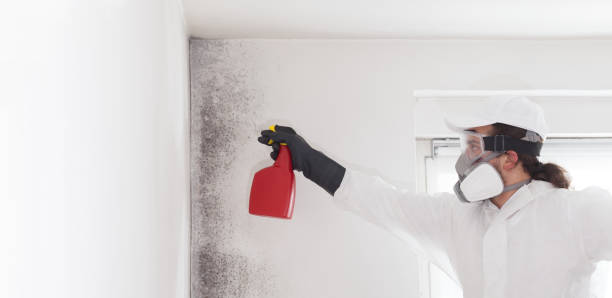 Best Commercial Mold Removal  in Mckinney, TX