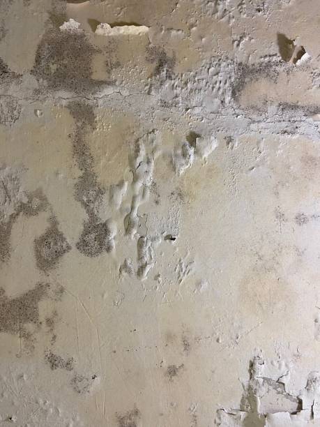 Best Affordable Mold Removal  in Mckinney, TX