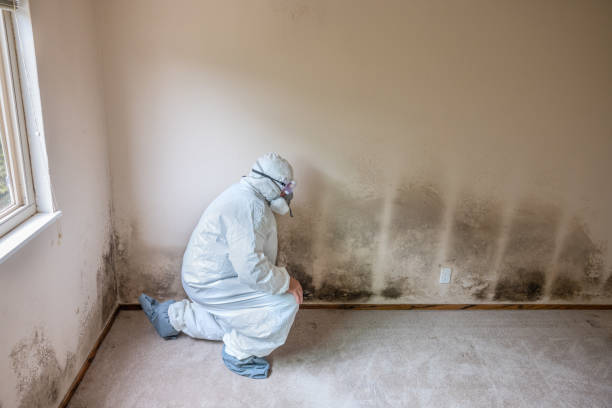 Best Toxic Mold Removal  in Mckinney, TX