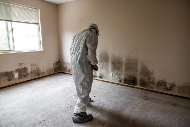 Mold Removal and Inspection in Mckinney, TX