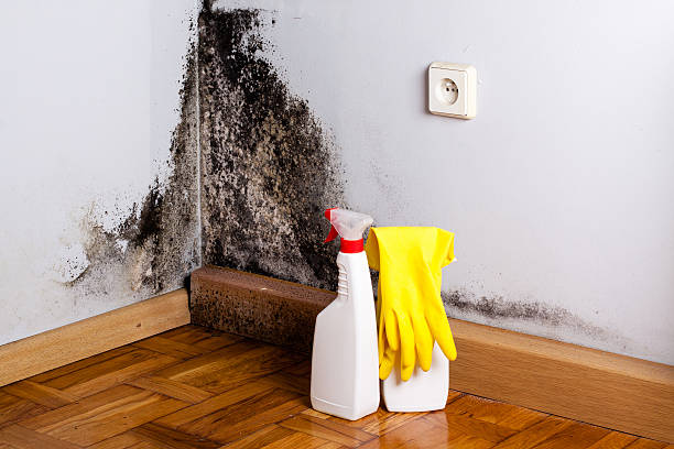 Best Home Mold Removal  in Mckinney, TX
