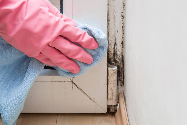 Best Best Mold Removal Companies  in Mckinney, TX