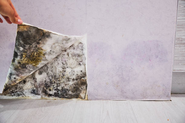 Trusted Mckinney, TX Mold Removal Experts